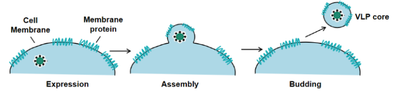 Schematic diagram of a VLP-expressed protein