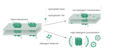 Figure 3. Detergent solubilization process of membrane proteins