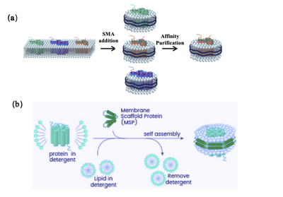 Figure 2. (a) SMA-Nanodisc assembly process diagram; (b)MSP-Nanodisc assembly process diagram