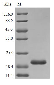 Recombinant Rat Prolactin Protein (PRL), Active