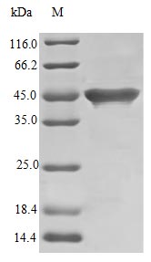 Recombinant Streptococcus Sp Streptokinase G Protein (SKG), Active