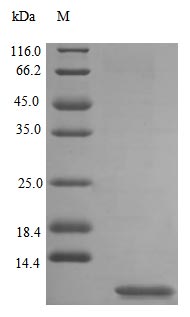 Recombinant Rat Uteroglobin Protein (SCGB1A1), Active