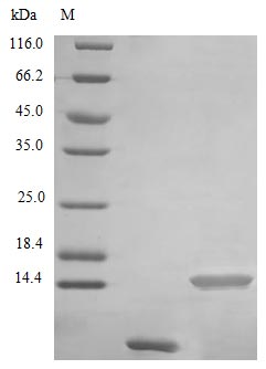 Recombinant Human Uteroglobin Protein (SCGB1A1), Active