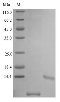 Recombinant Mouse Uteroglobin Protein (SCGB1A1), Active