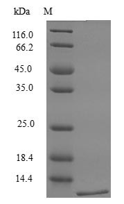 Recombinant Mouse Lymphotactin Protein (XCL1), Active