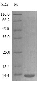 Recombinant Rat Lymphotactin Protein (XCL1), Active