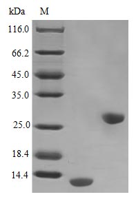 Recombinant Human Interleukin-5 Protein (IL5), Active