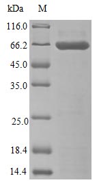 Recombinant Human Epo-Alpha/Fc Chimera Protein (EPO) Protein (hFc), Active