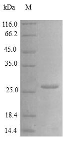 Recombinant Human Vascular Endothelial Growth Factor A Protein (VEGFA), Active