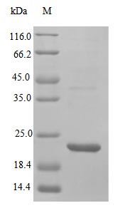 Recombinant Human Vascular Endothelial Growth Factor A Protein (VEGFA), Active