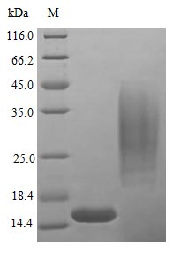 Recombinant Human Platelet-Derived Growth Factor Subunit B Protein (PDGFB), Active