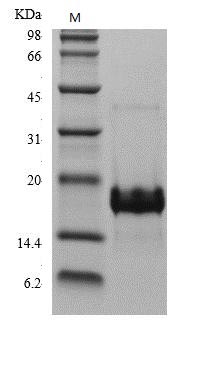 Recombinant Human Placenta Growth Factor Protein (PGF), Active