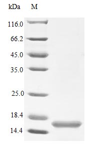 Recombinant Human Neurotrophin-4 Protein (NTF4), Active