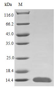 Recombinant Human Glial Cell Line-Derived Neurotrophic Factor Protein (GDNF), Active