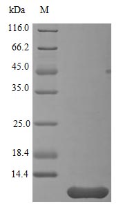 Recombinant Human Neuritin Protein (NRN1), Active