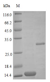 Recombinant Human Bone Morphogenetic Protein 2 Protein (BMP2)