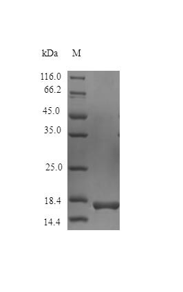 Greater than 97% as determined by SDS-PAGE.