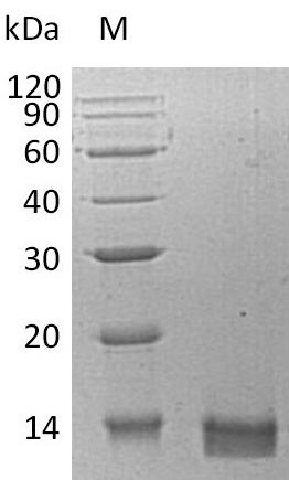 Greater than 95% as determined by SDS-PAGE.