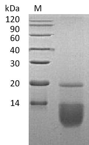 Greater than 95% as determined by SDS-PAGE.