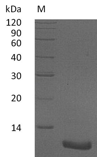 Greater than 95% as determined by SDS-PAGE.