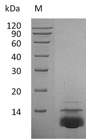 Greater than 95% as determined by SDS-PAGE.