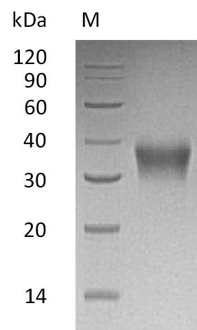 Greater than 95% as determined by SDS-PAGE.