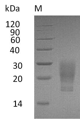 Greater than 95% as determined by SDS-PAGE.