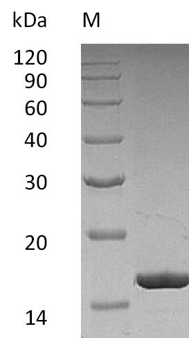 Greater than 95% as determined by SDS-PAGE.