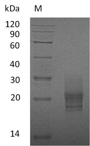 Greater than 95% as determined by SDS-PAGE.