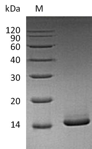 Greater than 95% as determined by SDS-PAGE.