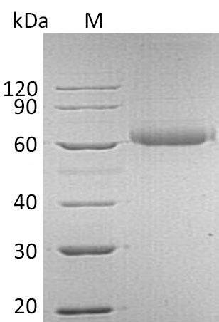 Greater than 95% as determined by SDS-PAGE.