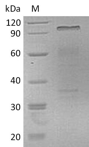 Greater than 95% as determined by SDS-PAGE.