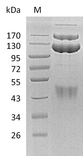 Greater than 95% as determined by SDS-PAGE.