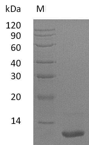 Greater than 95% as determined by SDS-PAGE.