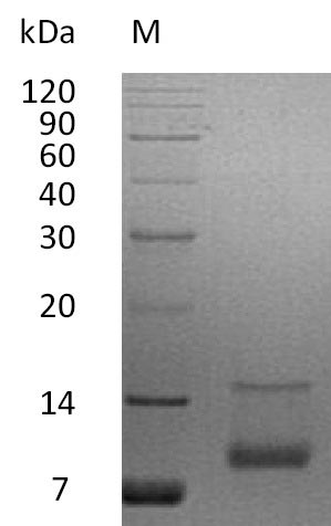 Greater than 95% as determined by SDS-PAGE.