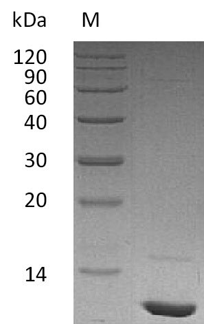 Greater than 95% as determined by SDS-PAGE.