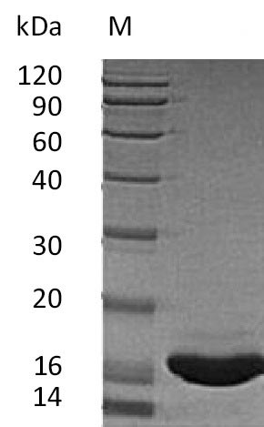 Greater than 95% as determined by SDS-PAGE.