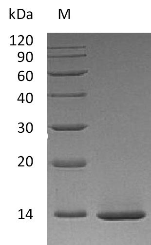 Greater than 95% as determined by SDS-PAGE.