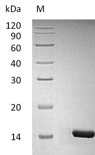 Greater than 95% as determined by SDS-PAGE.