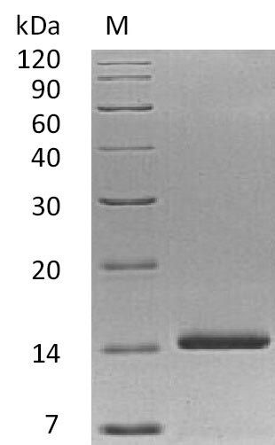 Greater than 95% as determined by SDS-PAGE.