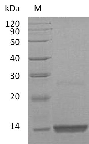 Greater than 95% as determined by SDS-PAGE.