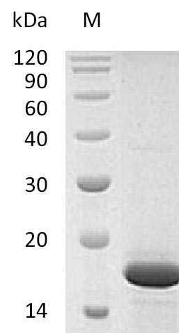 Greater than 95% as determined by SDS-PAGE.