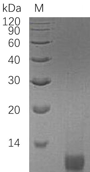 Greater than 95% as determined by SDS-PAGE.