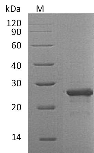 Greater than 95% as determined by SDS-PAGE.