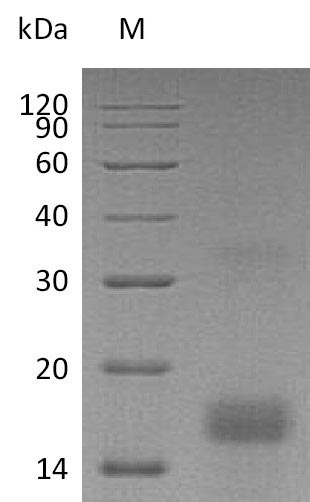 Greater than 90% as determined by SDS-PAGE.