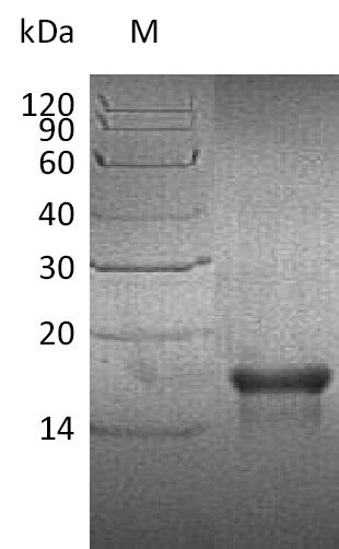 Greater than 90% as determined by SDS-PAGE.