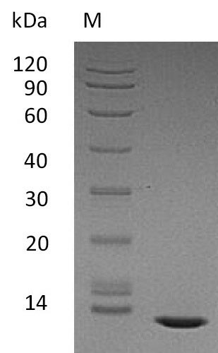 Greater than 95% as determined by SDS-PAGE.