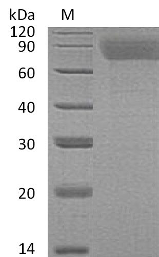 Greater than 95% as determined by SDS-PAGE.