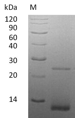 Greater than 95% as determined by SDS-PAGE.