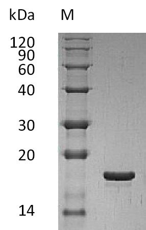 Greater than 95% as determined by SDS-PAGE.